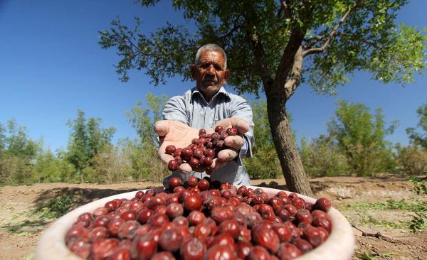 خواص جادویی عناب را بشناسید